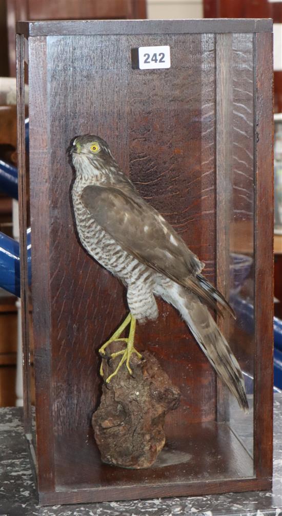 A cased taxidermy sparrowhawk Height of case 49.5cm